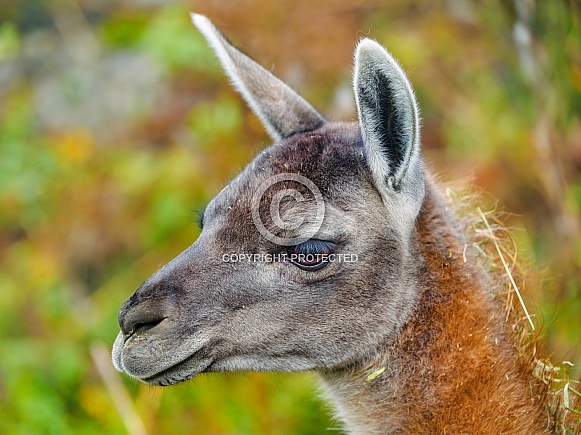 Portrait of a guanaco