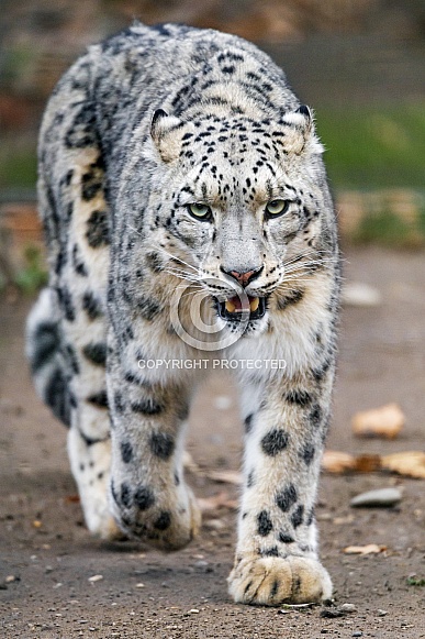 snow leopard standing on hind legs
