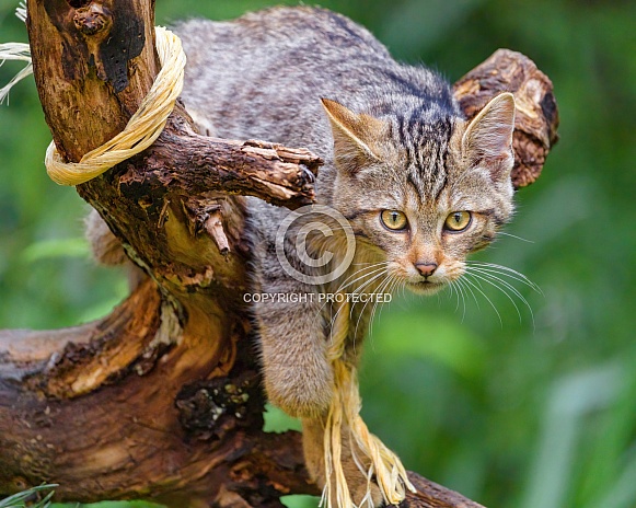 Wildcat on branch