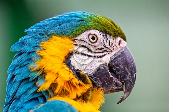Portrait of a blue and yellow macaw