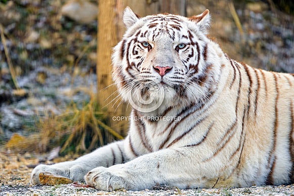 White tiger in the snow