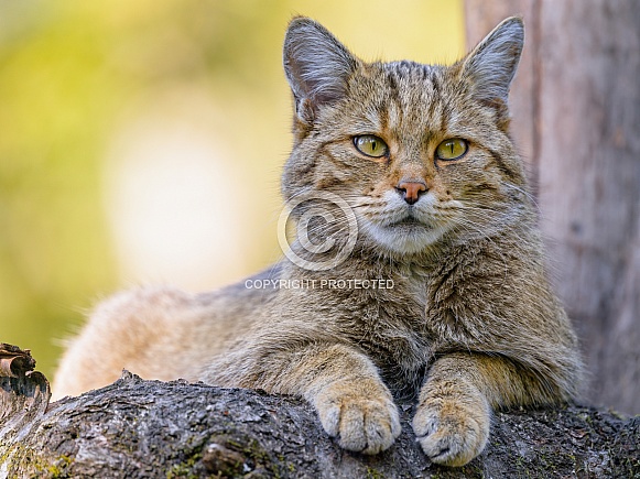 Wildcat posing