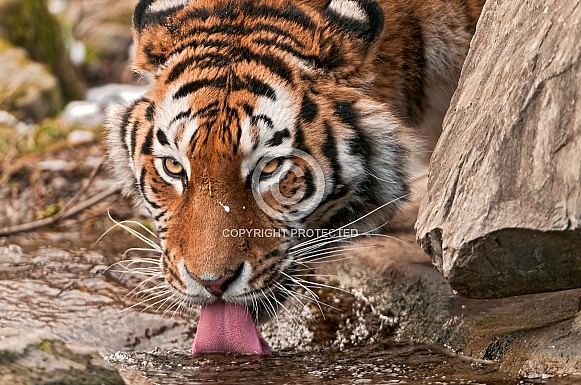 Amur Tiger Drinking