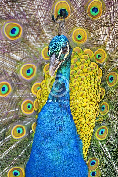Vewry pretty peacock