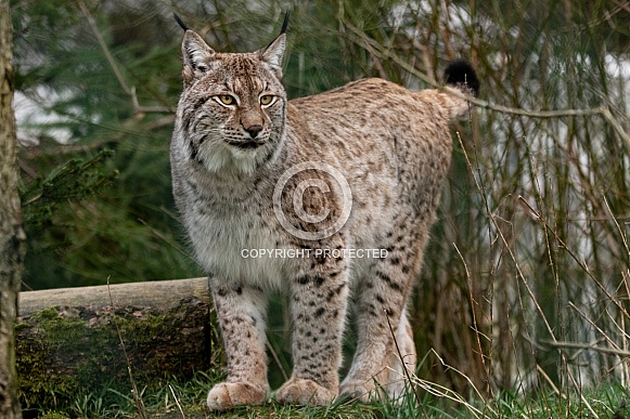 Eurasian Lynx Standing