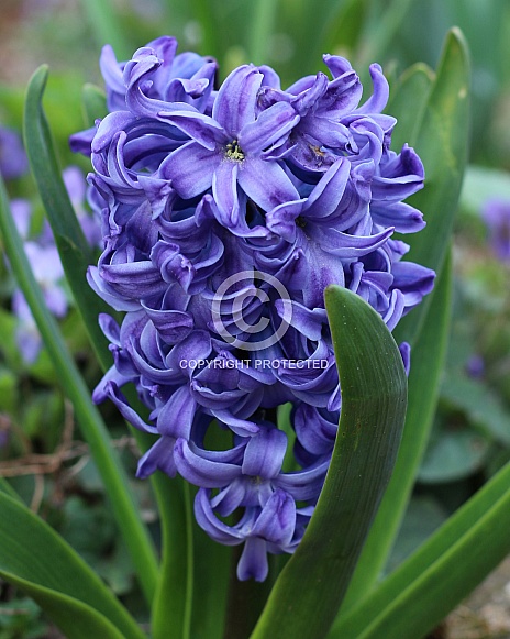Violet Hyacinth