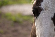 Foal close-up