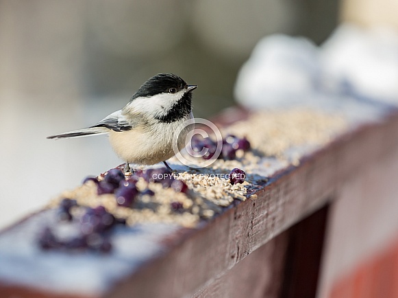 Black-Capped Chickadee with Cranberries