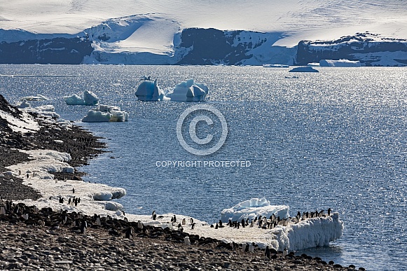 Adelie Penguin colony - Antarctica