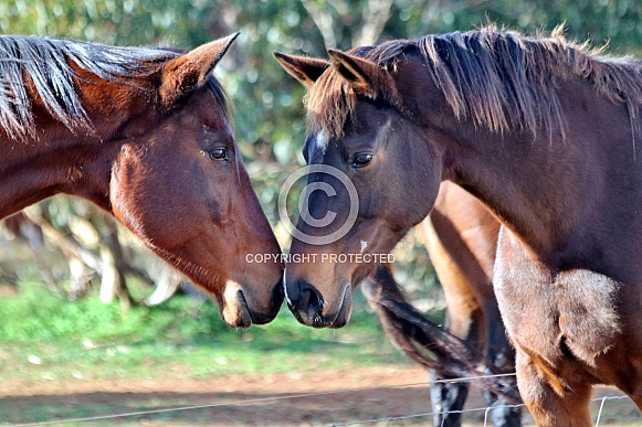 Two Horses Meeting