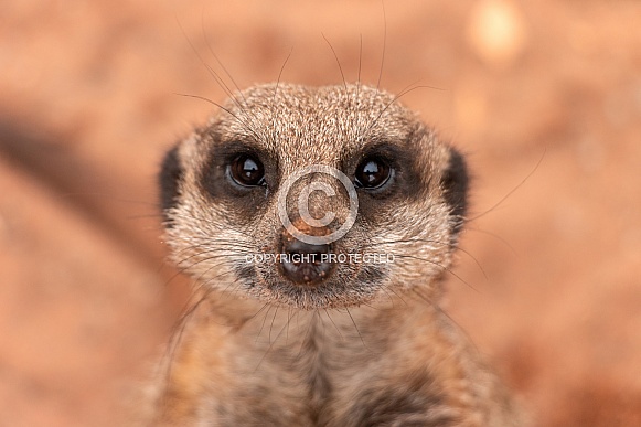 Meerkat Profile Shot Looking Right Into Camera