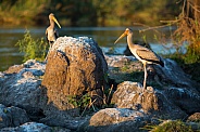 Juvenile Yellow-Billed Stork