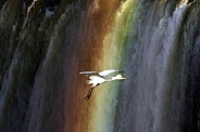 Great White Egret - Victoria Falls - Zimbabwe