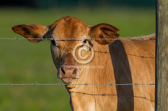 Tan domestic cow with big ears, eating weeds in mouth, looking at camera