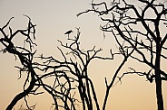 Silhouette of a Marabou Stork - Botswana