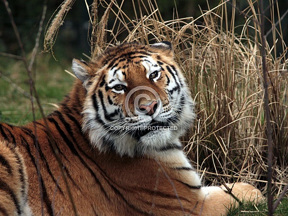 Siberian Tigeress
