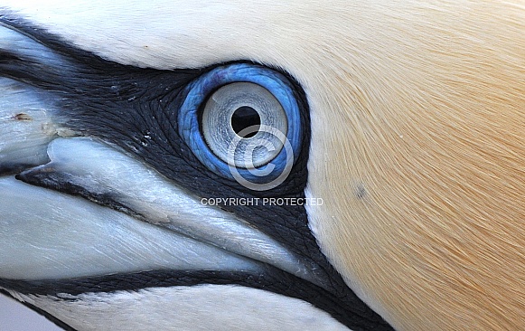 Gannet Close up