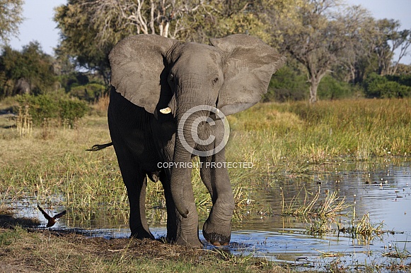 African Elephant - Okavango Delta - Botswana