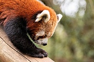 Red Panda Climbing Downwards