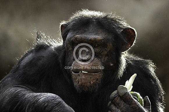 Chimpanzee Eating Close Up