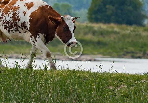 Dutch red Holstein cow