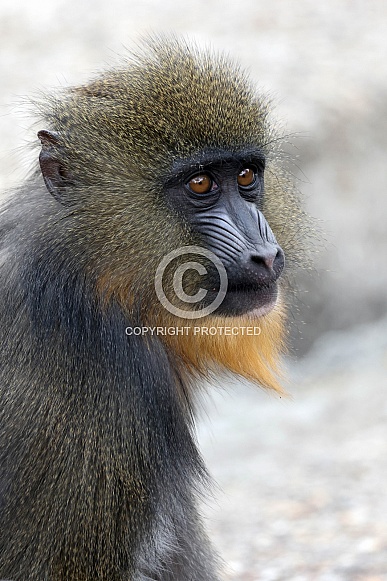 mandrill monkey (Mandrillus sphinx)