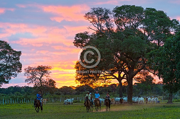 Landscape Sunset with Horses