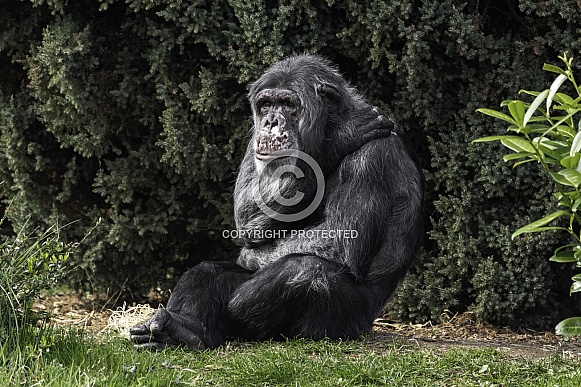 Chimpanzee Full Body Sitting Relaxing