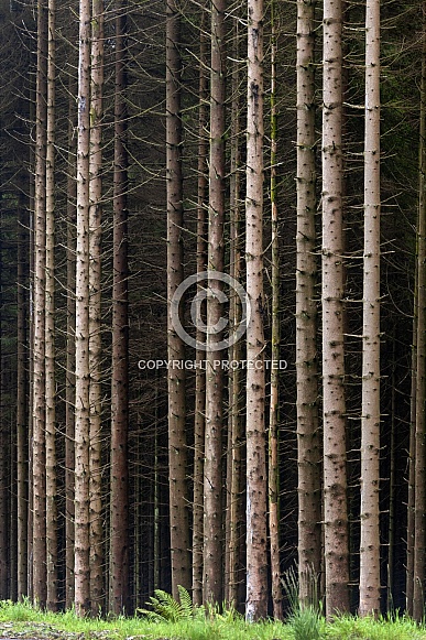 Forest of pine trees -Scotland