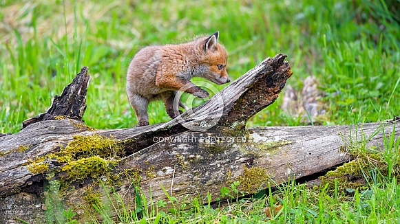 Fox pup walking on a log