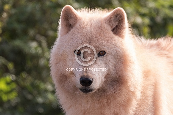 Arctic Wolf Close Up Face Shot