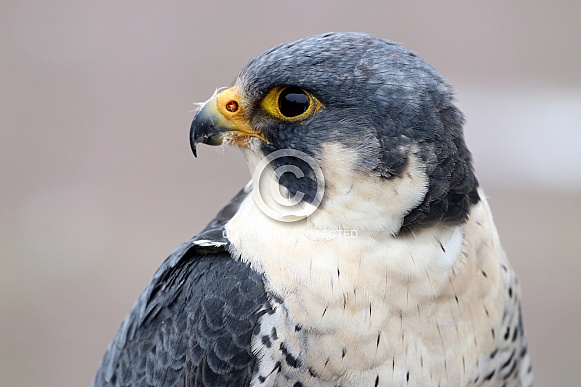 Falcon (Falco)