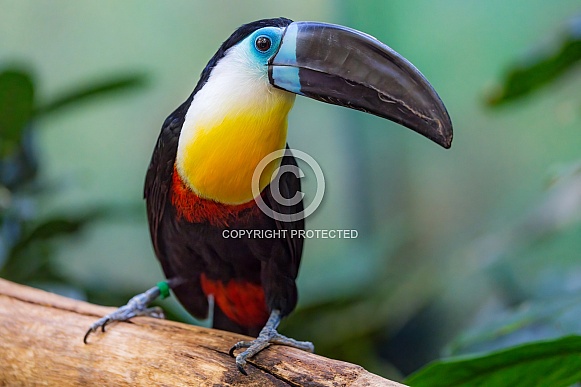 Perched toucan