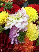 Colourful flowers - Dahlia