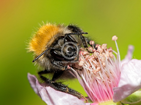 Bee on flower (Anthophila)