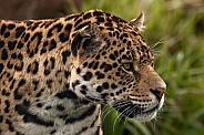 Jaguar Side Profile Close Up