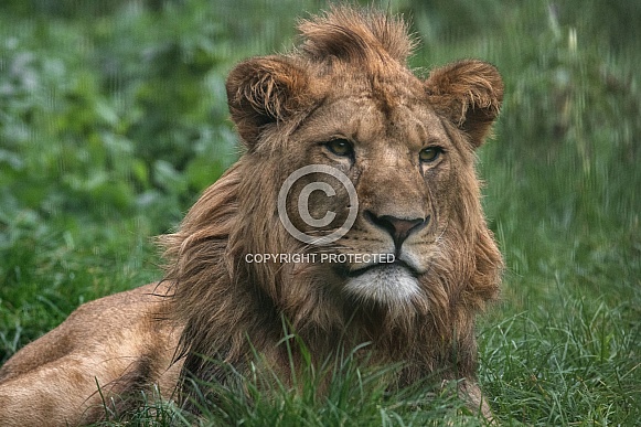 Young African Lion, close up