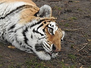 Tiger lying down - profile
