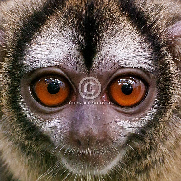 three-striped night monkey (Aotus trivirgatus)