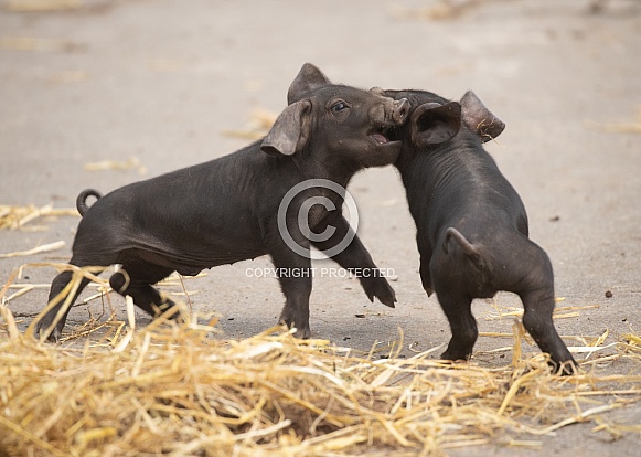 Rare Large Black Piglets Playing