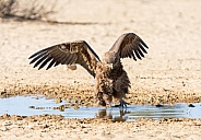 Immature Bateleur Eagle
