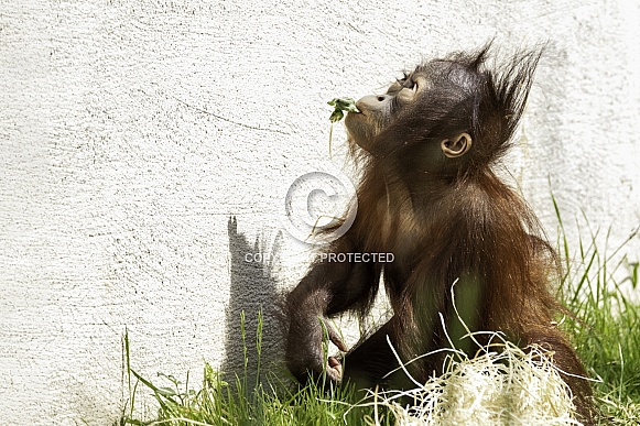 Baby Bornean Orangutan Looking Up