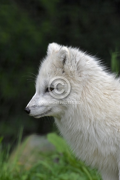 Arctic Fox - winter coat