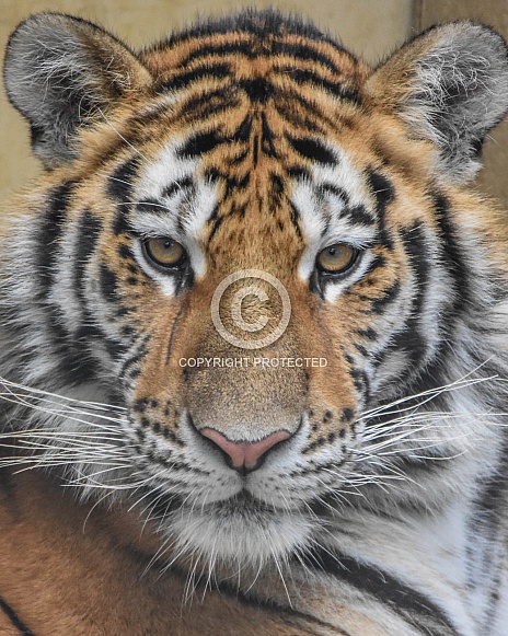 Amur Tiger Profile