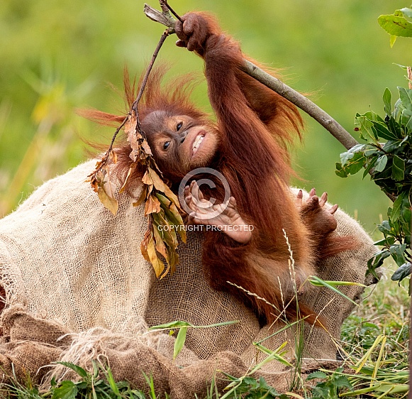 Baby Sumatran Orangutan Swinging