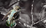 Hummingbird - Fledgling