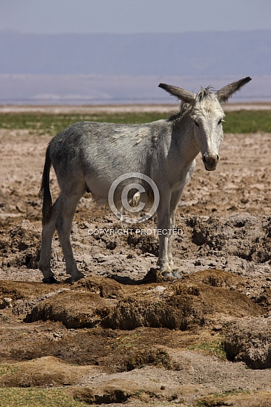 Wild donkey - Atacama salt flats - Chile