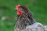 Cockerel/Rooster portrait