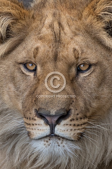 Young African Lion(Panthera Leo)