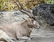 Addax white Antelope